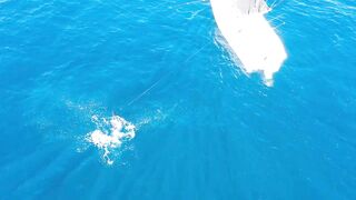 Морская рыбалка в Playas del Coco Costa Rica экстремальная охота за трофейной океанской рыбой