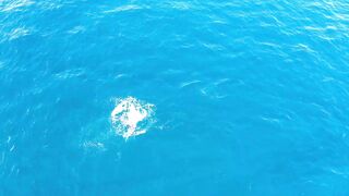 Морская рыбалка в Playas del Coco Costa Rica экстремальная охота за трофейной океанской рыбой