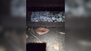 Osa Peninsula Costa Rica: далеко от толп близко к природе и интересно как тут с рыбалкой в океане