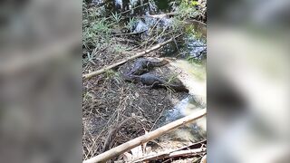 Osa Peninsula Costa Rica: далеко от толп близко к природе и интересно как тут с рыбалкой в океане