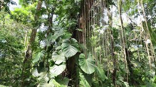 Osa Peninsula Costa Rica: далеко от толп близко к природе и интересно как тут с рыбалкой в океане