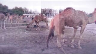 Бахрейн Мухаррак форт Арад и где поесть рядом прогулка по набережной и улочкам города