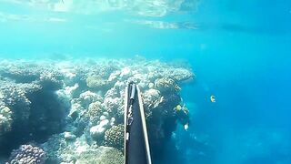 Подводная охота в Marsa Alam Egypt на parrot fish Красное море 2019 год волнующие кадры