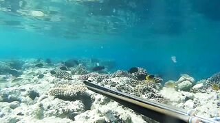 Подводная охота в Marsa Alam Egypt на parrot fish Красное море 2019 год волнующие кадры