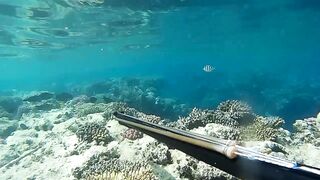 Подводная охота в Marsa Alam Egypt на parrot fish Красное море 2019 год волнующие кадры