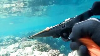 Подводная охота в Marsa Alam Egypt на parrot fish Красное море 2019 год волнующие кадры