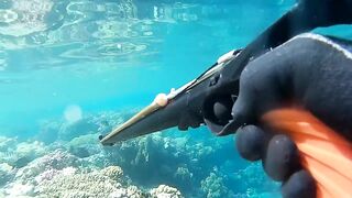 Подводная охота в Marsa Alam Egypt на parrot fish Красное море 2019 год волнующие кадры
