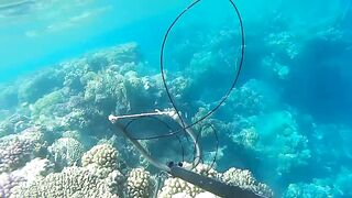 Подводная охота в Marsa Alam Egypt на parrot fish Красное море 2019 год волнующие кадры