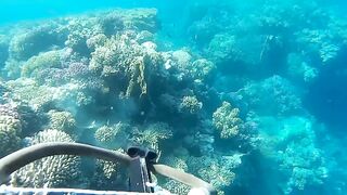 Подводная охота в Marsa Alam Egypt на parrot fish Красное море 2019 год волнующие кадры