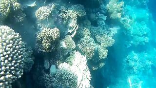Подводная охота в Marsa Alam Egypt на parrot fish Красное море 2019 год волнующие кадры