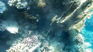 Подводная охота в Marsa Alam Egypt на parrot fish Красное море 2019 год волнующие кадры