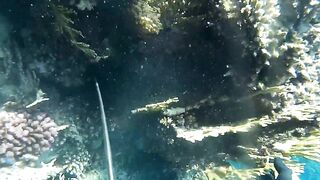 Подводная охота в Marsa Alam Egypt на parrot fish Красное море 2019 год волнующие кадры