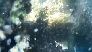 Подводная охота в Marsa Alam Egypt на parrot fish Красное море 2019 год волнующие кадры