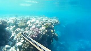 Подводная охота в Marsa Alam Egypt на parrot fish Красное море 2019 год волнующие кадры