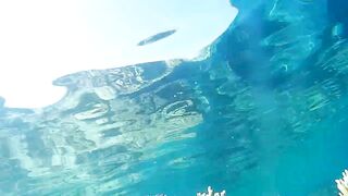 Подводная охота в Marsa Alam Egypt на parrot fish Красное море 2019 год волнующие кадры