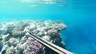 Подводная охота в Marsa Alam Egypt на parrot fish Красное море 2019 год волнующие кадры