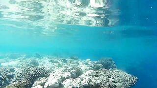 Подводная охота в Marsa Alam Egypt на parrot fish Красное море 2019 год волнующие кадры