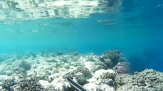 Подводная охота в Marsa Alam Egypt на parrot fish Красное море 2019 год волнующие кадры