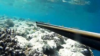 Подводная охота в Marsa Alam Egypt на parrot fish Красное море 2019 год волнующие кадры