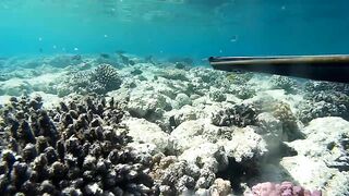 Подводная охота в Marsa Alam Egypt на parrot fish Красное море 2019 год волнующие кадры