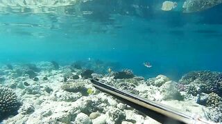 Подводная охота в Marsa Alam Egypt на parrot fish Красное море 2019 год волнующие кадры