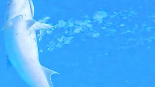 Top Fishing Charter in Turkey: Fethiye и Oludeniz лучшие туры на морскую рыбалку с Game of Fishing