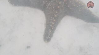 Пляжи Занзибара ТОП 3 Nungwi Kendwa и Paje райские места острова Unguja Танзания