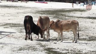 Пляжи Занзибара ТОП 3 Nungwi Kendwa и Paje райские места острова Unguja Танзания