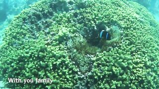 Zanzibar Mnemba остров Немо лодка к рифу и встреча с яркими рыбами под водой