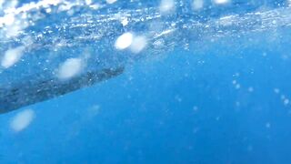 Zanzibar Mnemba остров Немо лодка к рифу и встреча с яркими рыбами под водой