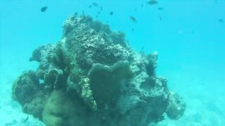 Zanzibar Mnemba остров Немо лодка к рифу и встреча с яркими рыбами под водой