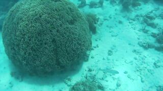 Zanzibar Mnemba остров Немо лодка к рифу и встреча с яркими рыбами под водой