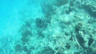 Zanzibar Mnemba остров Немо лодка к рифу и встреча с яркими рыбами под водой