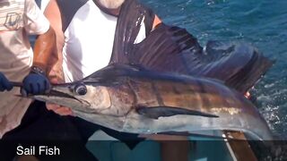 Sport fishing Playas del Coco Costa Rica океанская рыбалка на трофейную рыбу в Тихом океане