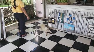 Nusa Lembongan и Nusa Ceningan, мангровый лес плантации водорослей и тихие бухты Бали