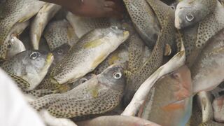 Gulf of Tadjoura: подводная жемчужина Джибути рифы дельфины и прозрачная вода