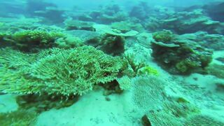 Gulf of Tadjoura: подводная жемчужина Джибути рифы дельфины и прозрачная вода