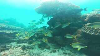 Gulf of Tadjoura: подводная жемчужина Джибути рифы дельфины и прозрачная вода