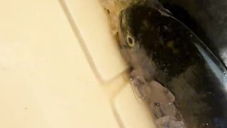 Новое место Las Terrenas пробую ловить но в итоге покупаю рыбу у местных рыбаков