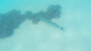 Cayo Largo del Sur: нетронутый рай Кубы и тихие пляжи вдали от шумных отелей