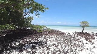 Пляжи Занзибара Michamvi подробный обзор пляжа отелей и как отливы меняют картинку моря