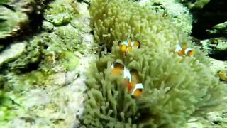 Экскурсия на Ko Rok и Ko Ha из Krabi один день на островах цены отзывы и есть ли тут рыбалка