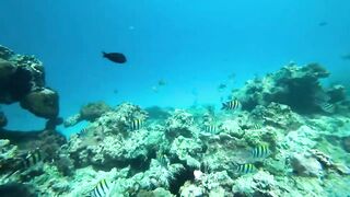 Занзибар, остров Mnemba рай для снорклинга с черепахами и цветными рыбами у рифа