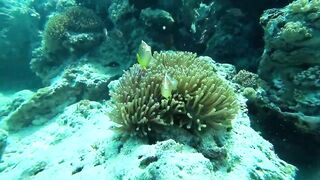 Занзибар, остров Mnemba рай для снорклинга с черепахами и цветными рыбами у рифа