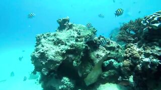 Занзибар, остров Mnemba рай для снорклинга с черепахами и цветными рыбами у рифа