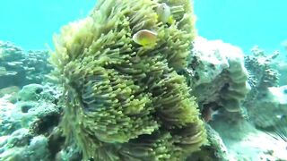 Занзибар, остров Mnemba рай для снорклинга с черепахами и цветными рыбами у рифа