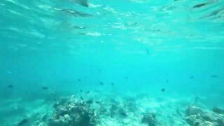 Занзибар, остров Mnemba рай для снорклинга с черепахами и цветными рыбами у рифа