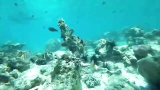Занзибар, остров Mnemba рай для снорклинга с черепахами и цветными рыбами у рифа
