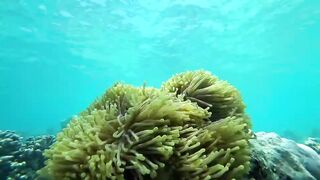 Занзибар, остров Mnemba рай для снорклинга с черепахами и цветными рыбами у рифа