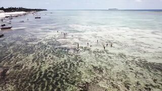 Занзибар, остров Mnemba рай для снорклинга с черепахами и цветными рыбами у рифа